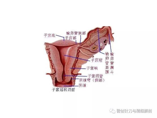 人体精细解剖