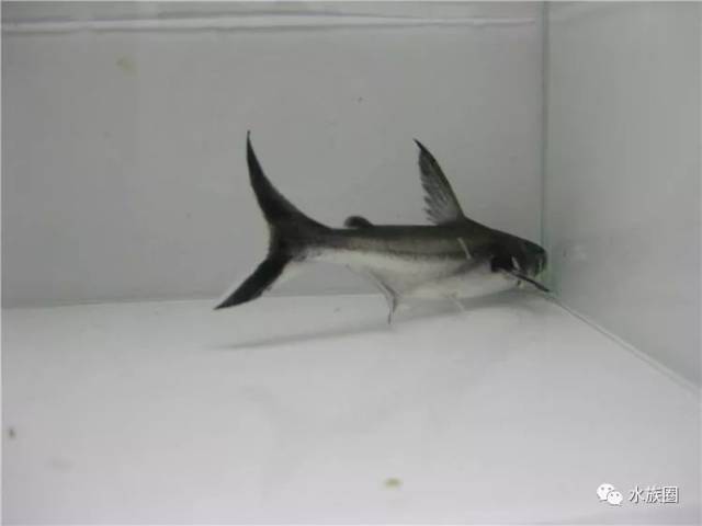 鲶鱼科介绍大全 让大家更了解汗鲨 以及其他鲶科鱼 观赏鲶鱼科鱼名 东煤网