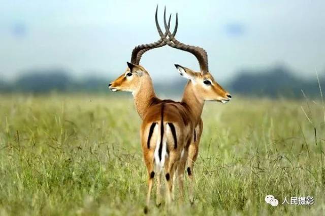 日,肯尼亚马赛马拉国家公园,摄影师拍到一头"神兽"——"连体"双头羚羊