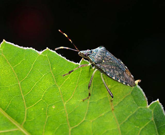臭大姐,学名椿象,属于节肢动物门,昆虫纲,半翅目,椿象科,本科昆虫约