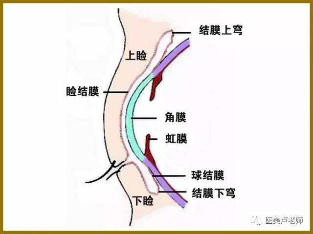 眼结膜与术后结膜脱垂的处理