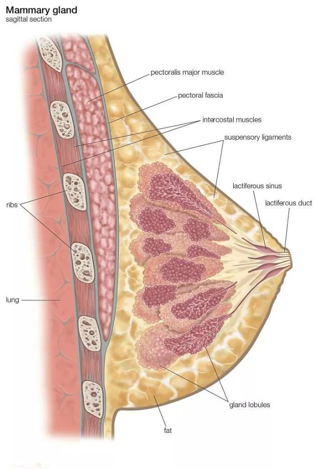 乳房的位置真实照片图片