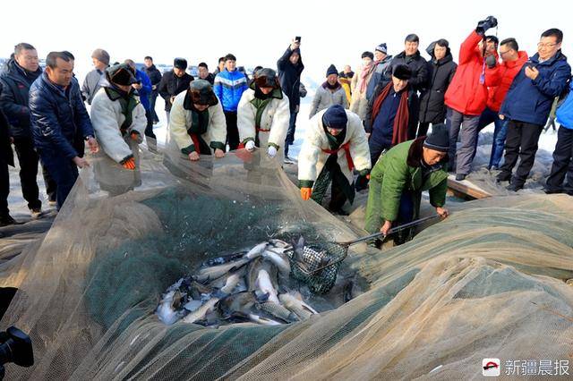 博湖冬捕鱼肥壮,2吨半重!头鱼拍出吉祥意,19万元!