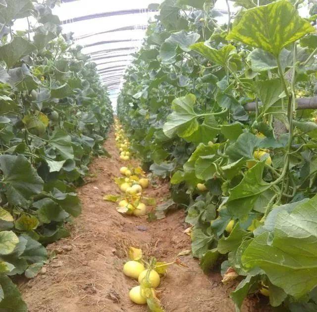 大棚甜瓜定植前后的管理技术!值得学习