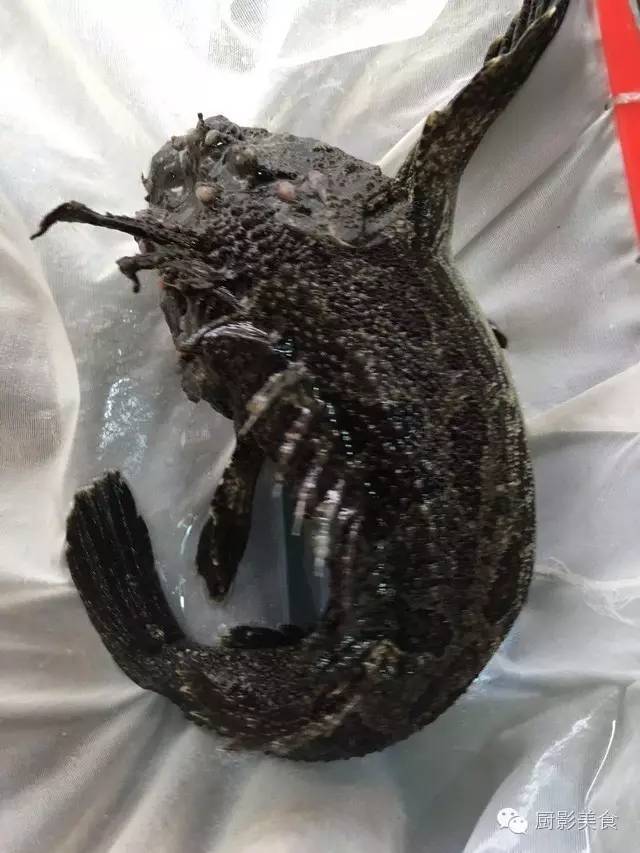 喜欢吃鱼的朋友看过来