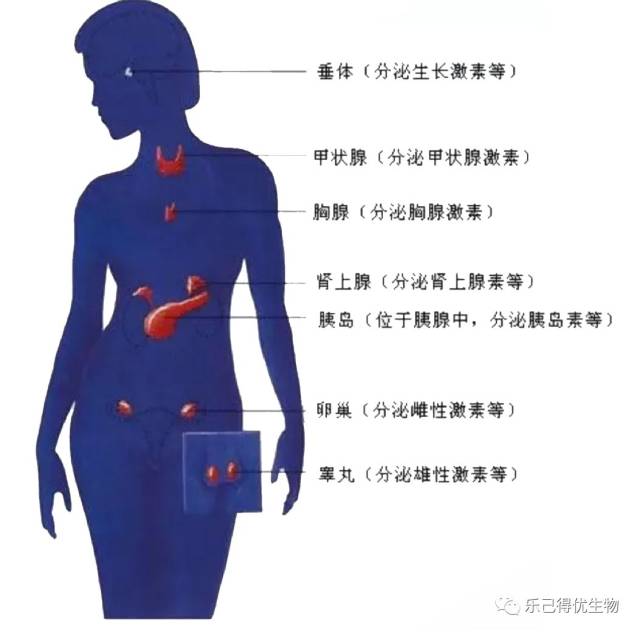 内分泌腺示意图图片