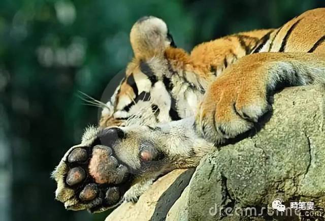 老虎的脚掌脚底板图片