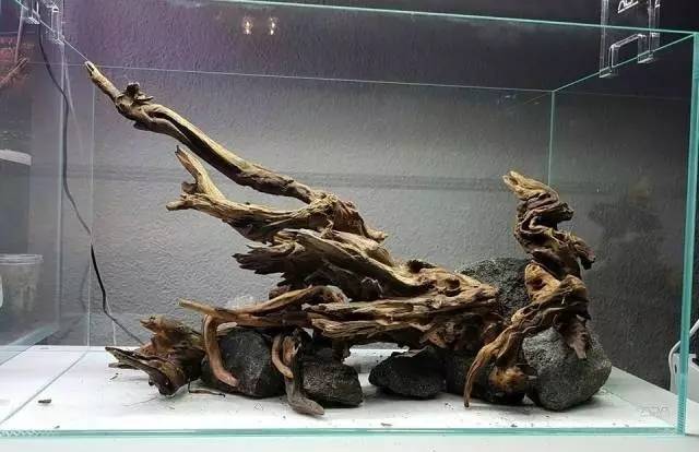 水草缸雨林缸造景:遇见枯木头的春天
