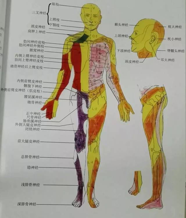 神经支配区域图皮肤图片