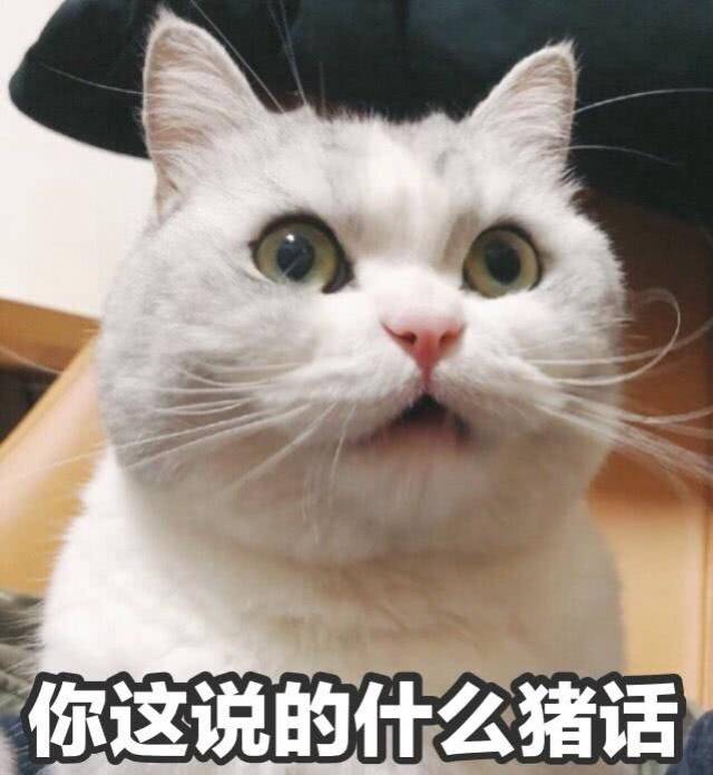 猫咪表情包:我懂了,你开始嫌我丑了