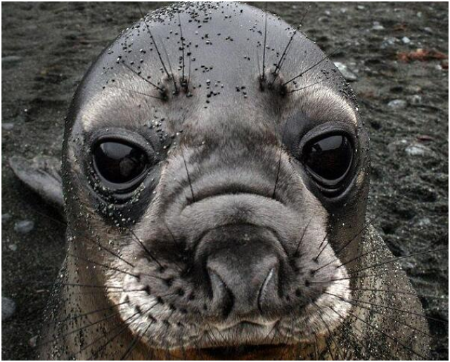 海豹主动接近女摄影师滋遛大眼让人萌化