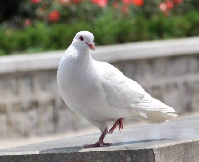 说出来你都不信,有人一顿火锅吃了好几万!杯具了