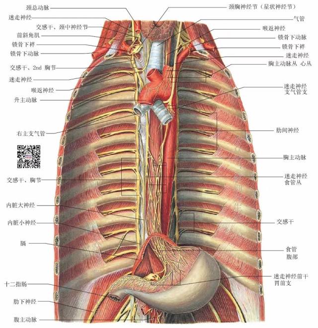 食管解剖结构图解图片