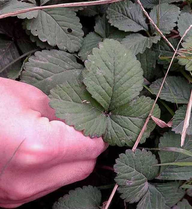 蛇莓叶子有点像草莓叶,上有细细的软毛,匍匐茎长,6月始开花,8月始结果