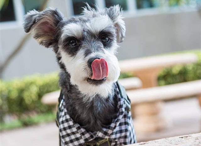 狗三天没尿什么问题,狗喝了水却三天没尿