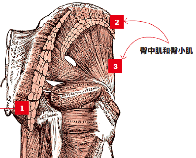 臀中肌位于臀部外侧.