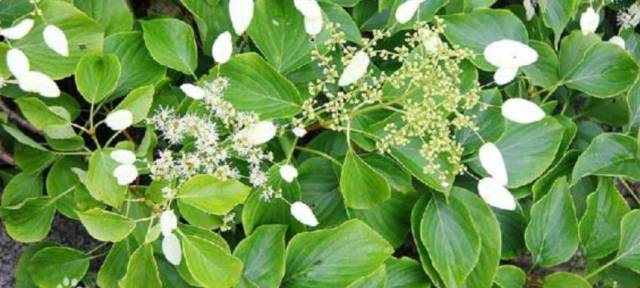 冬天水里放点此物来泡脚,助眠去湿气,通血活络,增强免疫力!