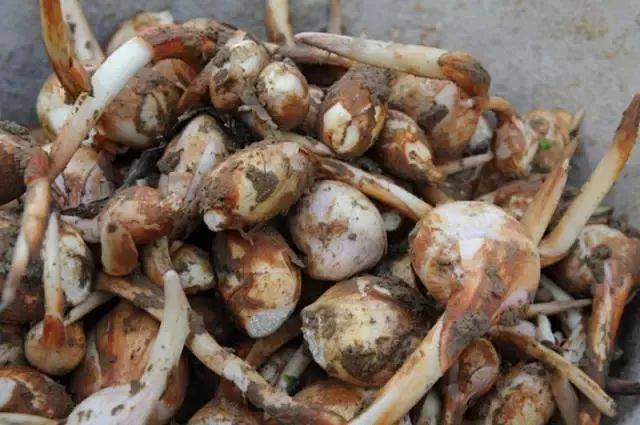 怀集茨菇,一个寓意着生大胖小子的食物,它的故事你知道吗