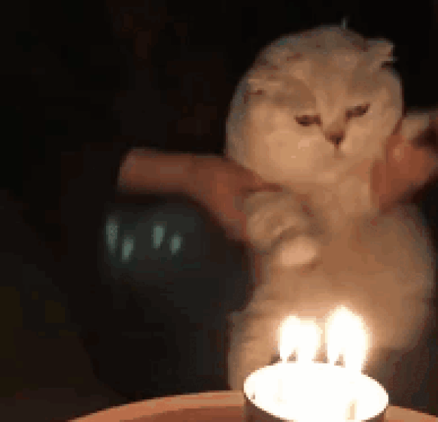 猫咪过生日,主人特意准备蜡烛跟罐头,抱着猫庆生,猫:花里胡哨