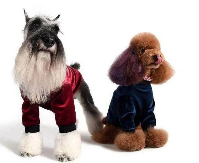 为什么说养泰迪比养雪纳瑞要好?原因有这5点!