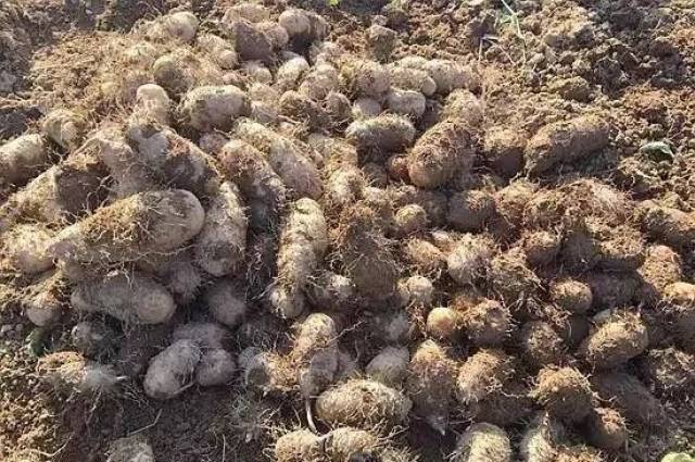 水步镇乡村振兴故事小小猪仔薯的超级能量