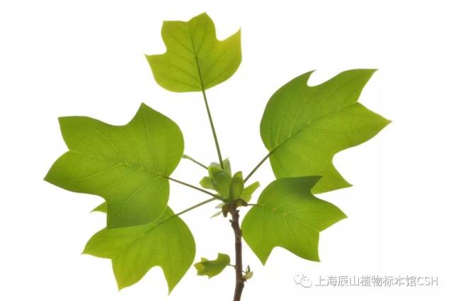 图22 鹅掌楸liriodendron chinense,以天空为背景,适当增加曝光补偿