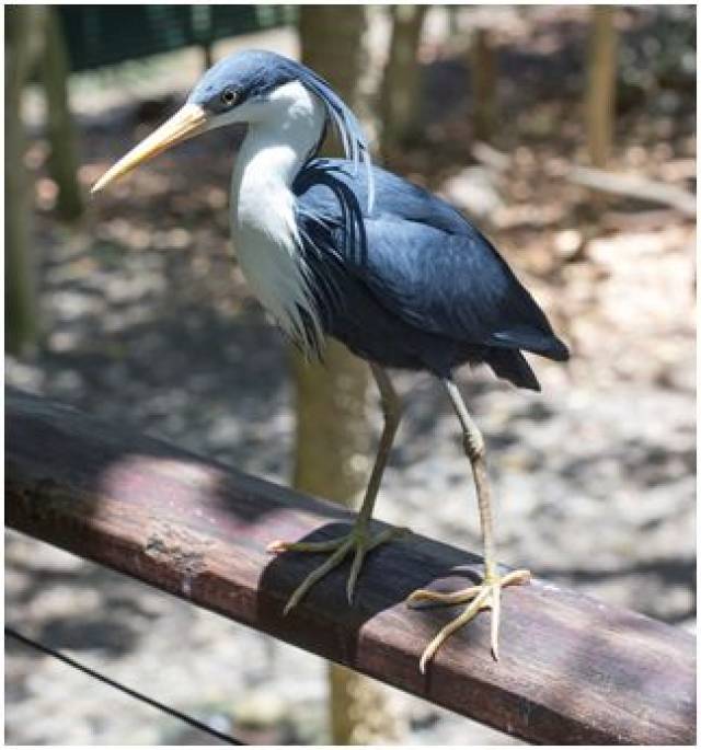 picata,英文名:pied heron,在《中国鸟类野外手册》中被称为"白颈黑鹭
