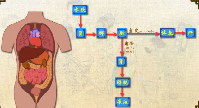 肺大胃脾心小肠 搜狐网