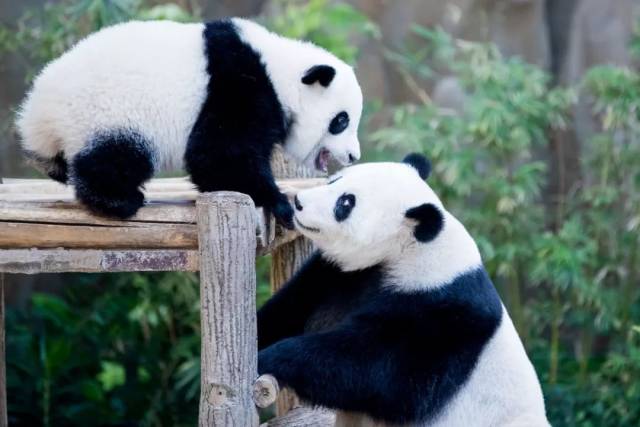 1月14日,馬來西亞國家動物園為中國旅馬大熊貓