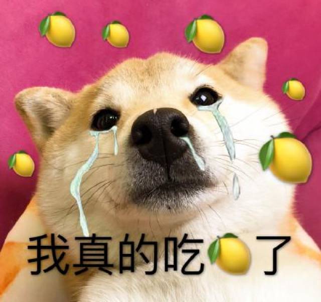 狗子表情包:这该死的爱情还要不要继续了