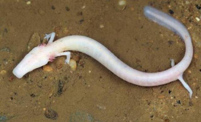 地球上10大最奇特的无眼动物,没有眼睛的鱼你见过吗?_手机搜狐网