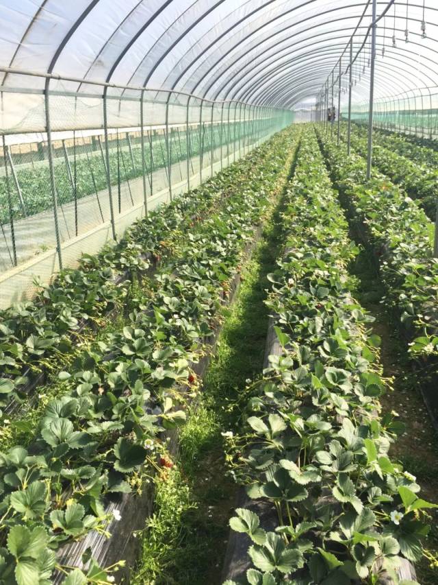 悦游昆明周边冬草莓采摘攻略冬天和草莓很配哦