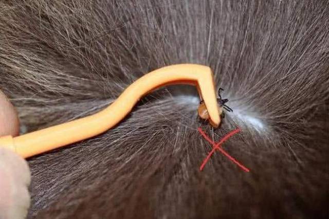头皮作为人体第二薄弱的皮肤,且又有头发庇护,剪发虫很容易侵袭成功