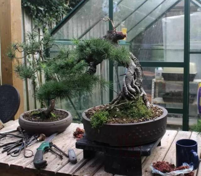 高干提根落叶松的分身术,盆景还能这样玩