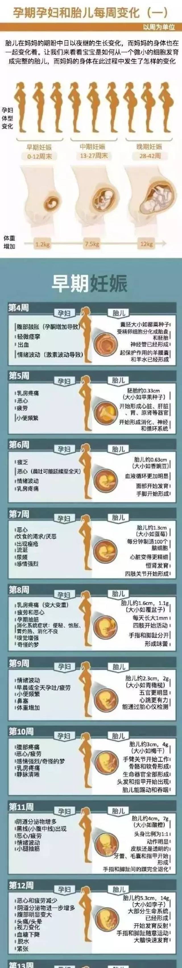 孕期五脏六腑的变化图图片