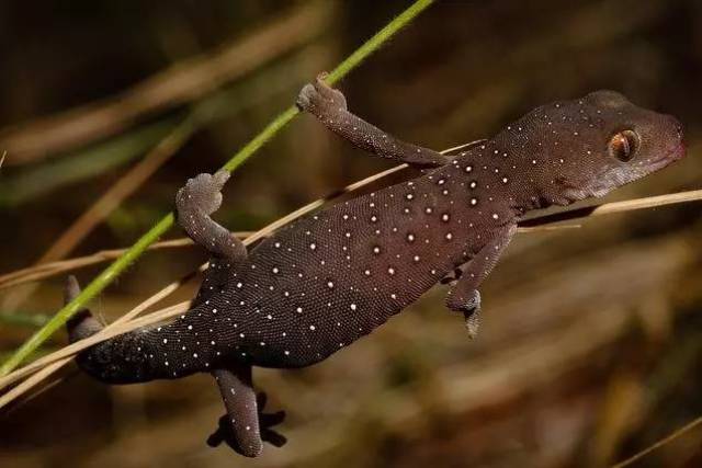 【科普】守宫大集合,蜥蜴汇总图鉴(壁虎科gekkonidae)