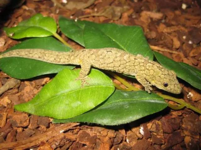 【科普】守宫大集合,蜥蜴汇总图鉴(壁虎科gekkonidae)