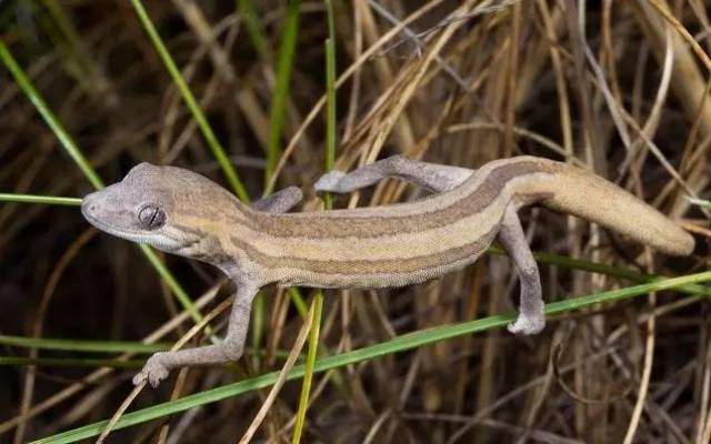 【科普】守宫大集合,蜥蜴汇总图鉴(壁虎科gekkonidae)