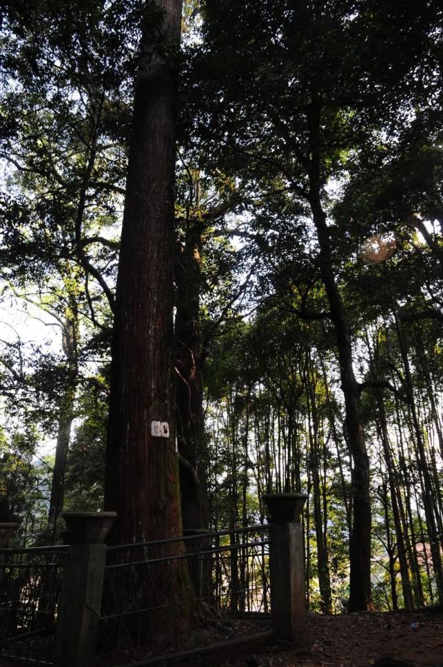 乡村振兴丨百年杉木展新姿 绿色金库焕新颜_搜狐网
