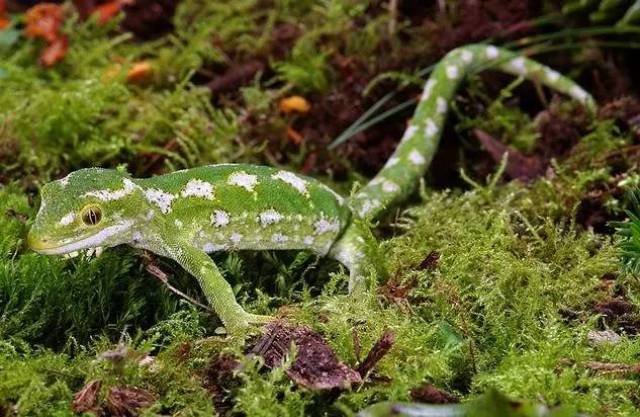 【科普】守宫大集合,蜥蜴汇总图鉴(壁虎科gekkonidae)