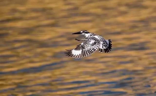 看大嘴白鹈鹕玩转海口湿地!它的名字你会念吗?