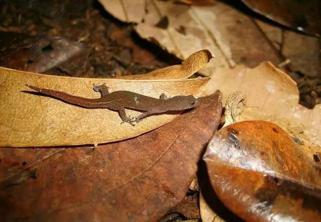 【科普】守宫大集合,蜥蜴汇总图鉴(壁虎科gekkonidae)