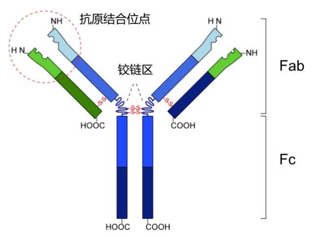 包括結合表位,親和力,效價,受體佔據程度和抗體可結晶片段(fc)結構域