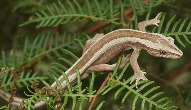 【科普】守宮大集合,蜥蜴彙總圖鑑(壁虎科gekkonidae)