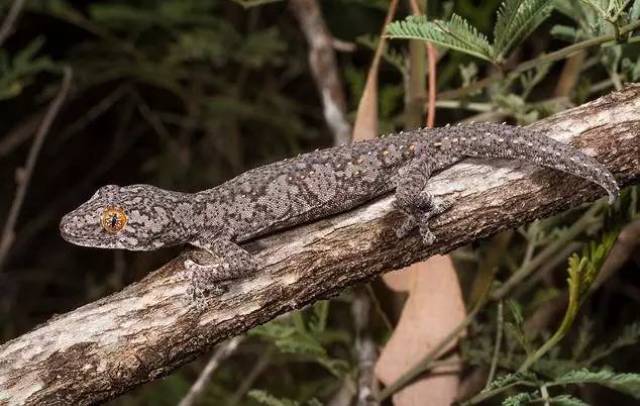 【科普】守宫大集合,蜥蜴汇总图鉴(壁虎科gekkonidae)