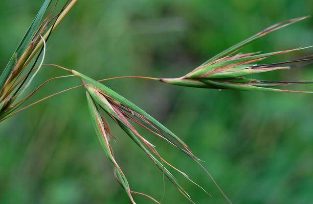 常被农民认为是害草,果实能刺入皮肤引起炎症,却是民间风湿良药