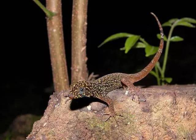 【科普】守宫大集合,蜥蜴汇总图鉴(壁虎科gekkonidae)