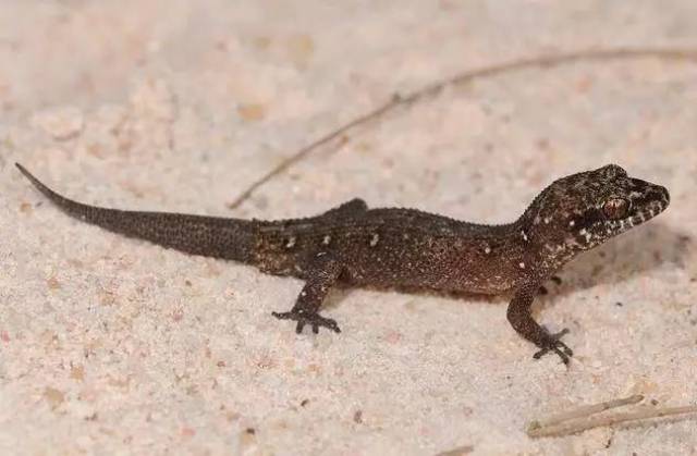 【科普】守宫大集合,蜥蜴汇总图鉴(壁虎科gekkonidae)