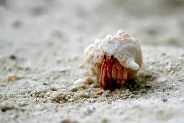 抢别人房子住的小坏蛋——寄居蟹