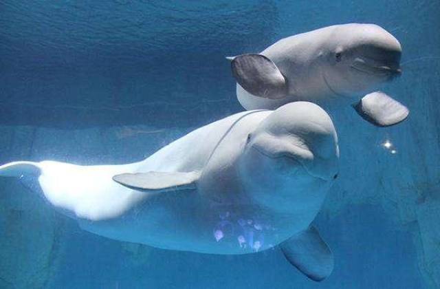 白色海豚和白鲸图片